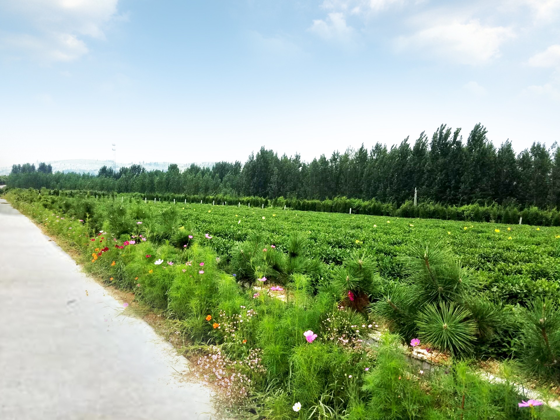 茶場(chǎng)實(shí)景