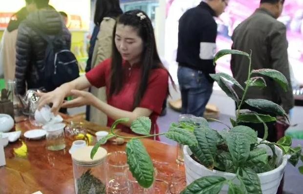 茶藝現(xiàn)場(chǎng)展示